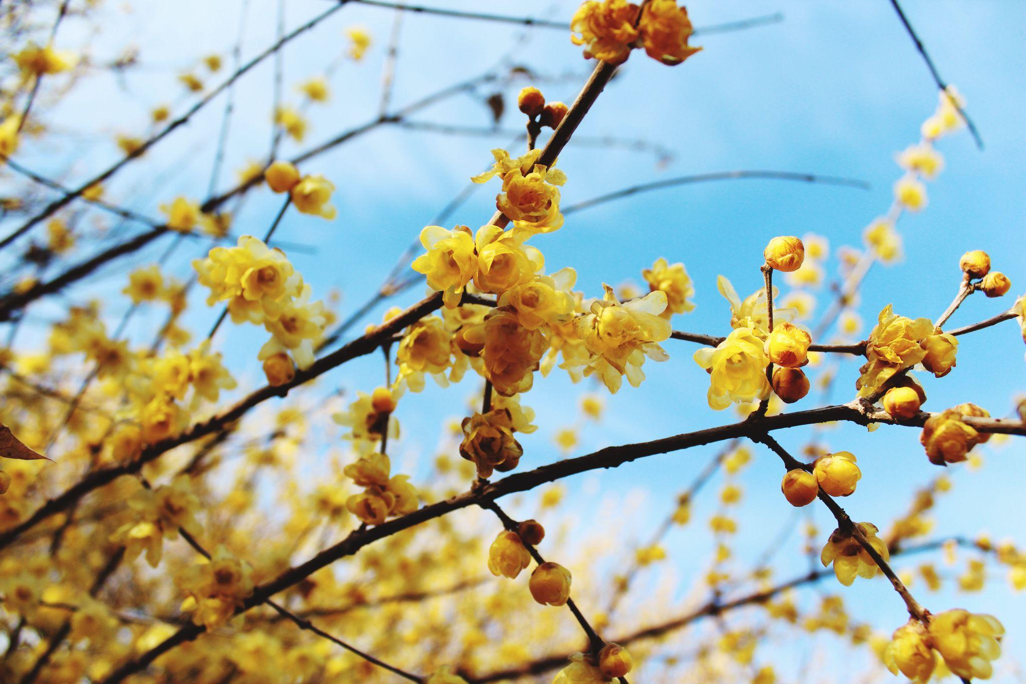 The yellow apricot blossom typically blooms during the Lunar New Year with the meaning of wellness and prosperity
